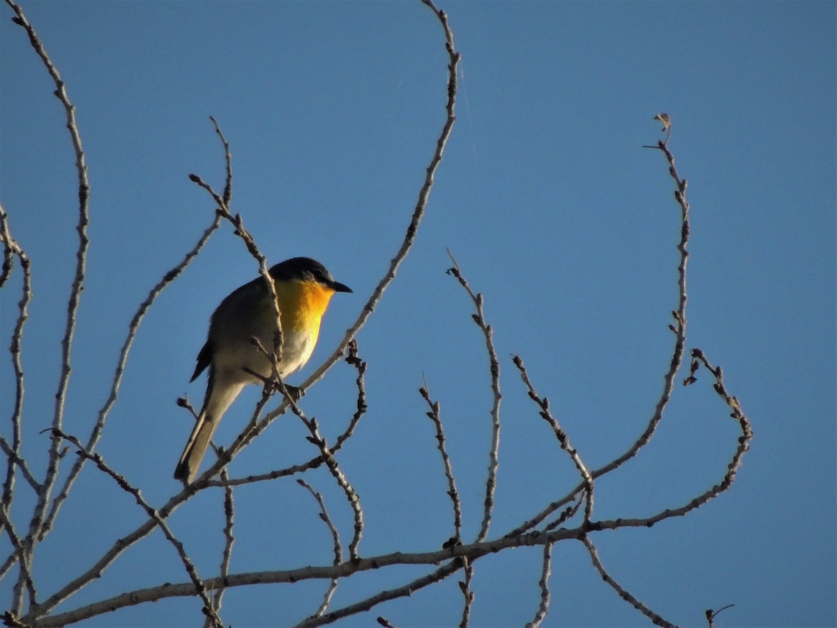 Yellow-breasted Chat - ML58188621