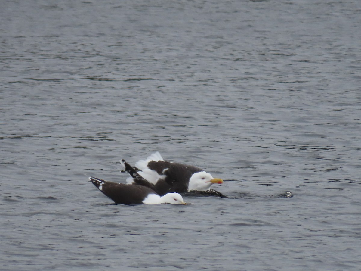 Great Black-backed Gull - Sue and Tom Santeusanio