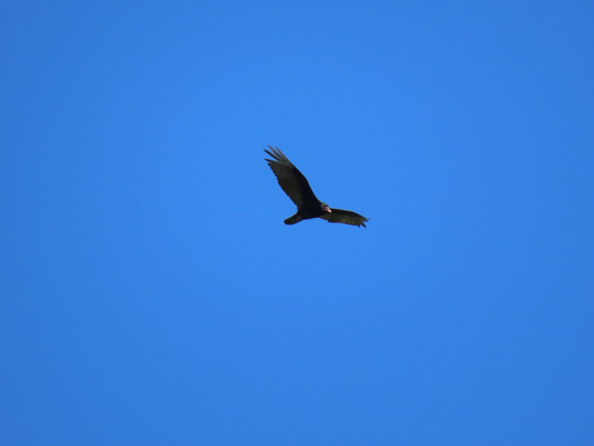 Turkey Vulture - ML581886351