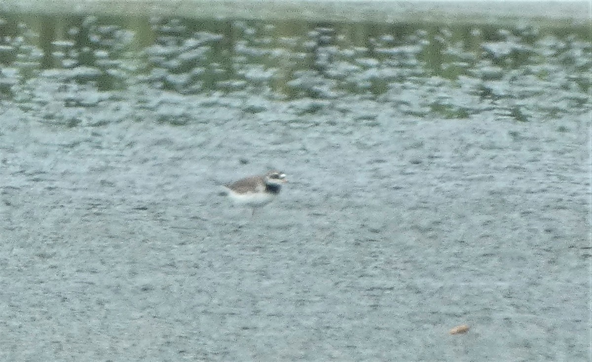 Common Ringed Plover - ML581888571