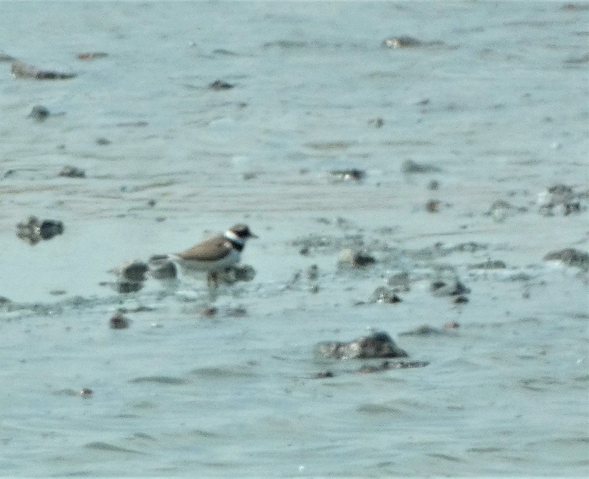 Common Ringed Plover - ML581888581