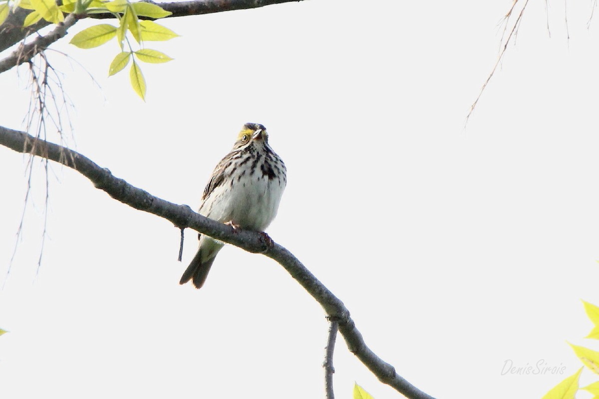 Savannah Sparrow - ML581889351