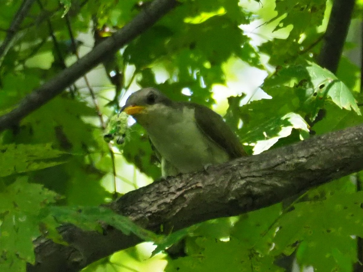 Yellow-billed Cuckoo - ML581892941