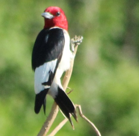 Red-headed Woodpecker - ML581897241