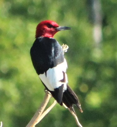 Red-headed Woodpecker - Mark Hughes