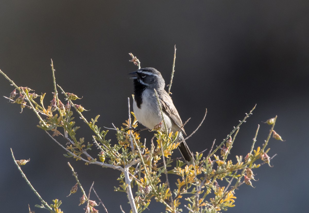 Black-throated Sparrow - ML581901341
