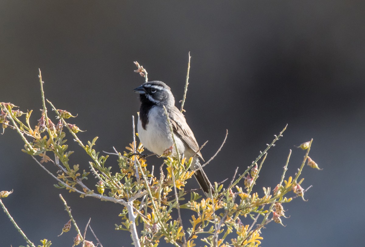 Black-throated Sparrow - ML581901411