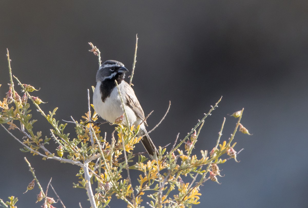 Black-throated Sparrow - ML581901431