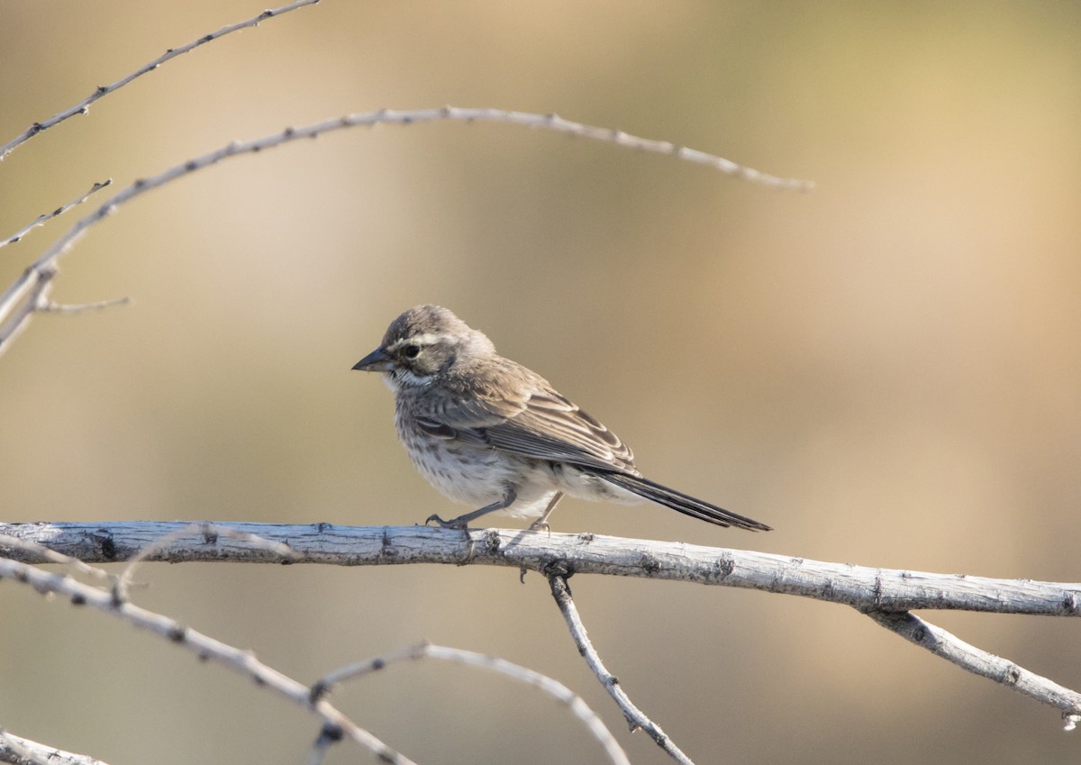 Black-throated Sparrow - ML581901471