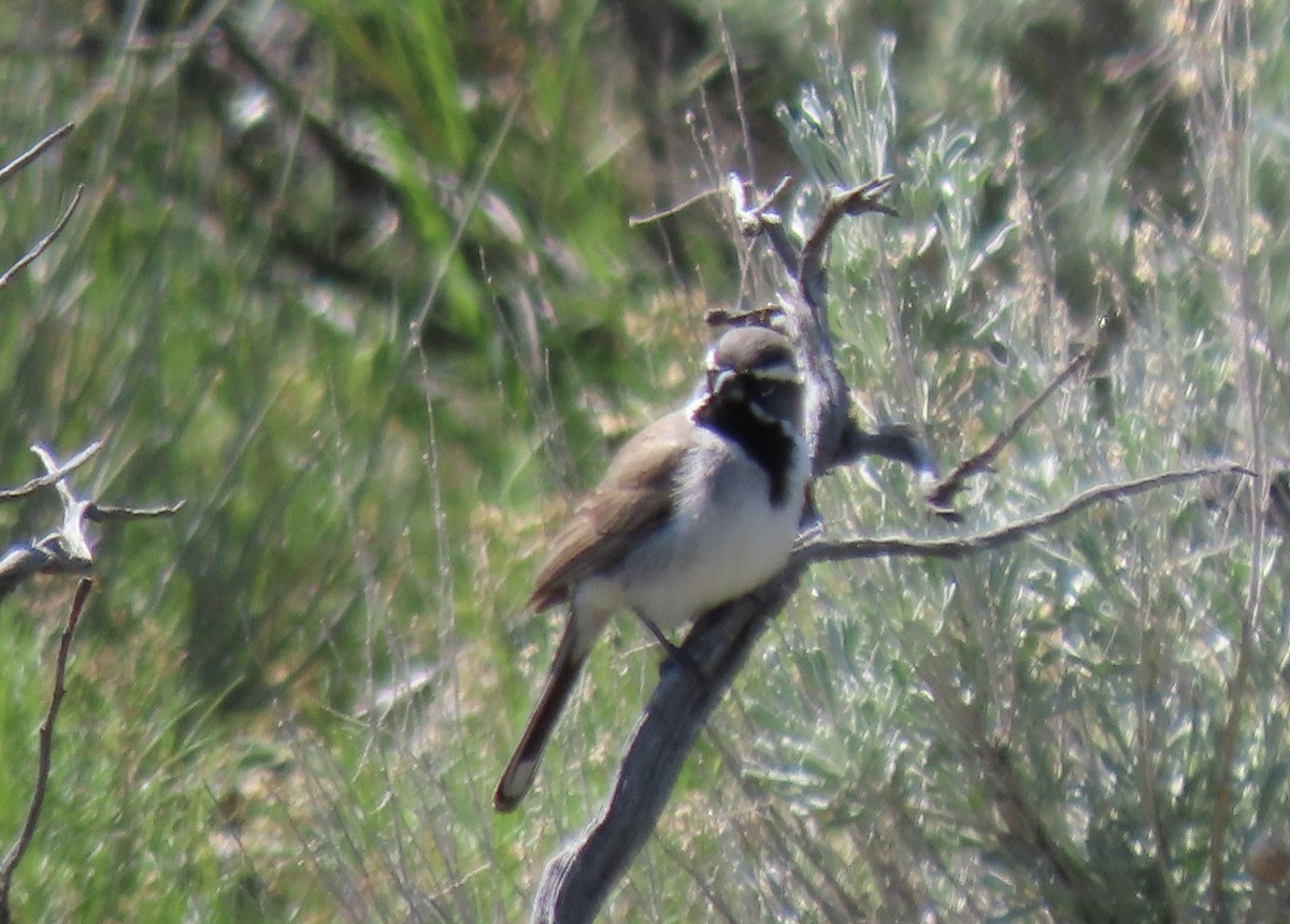 Black-throated Sparrow - ML581901501