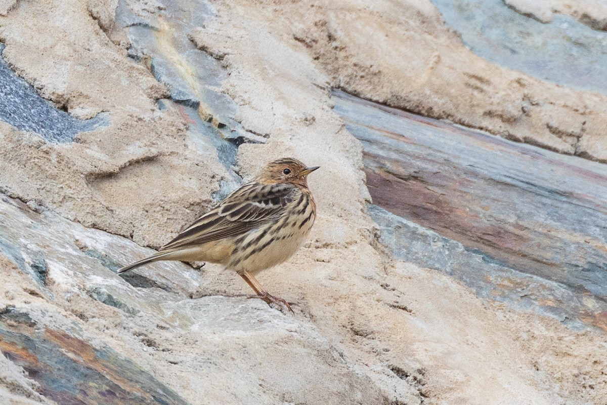 Red-throated Pipit - ML581902691