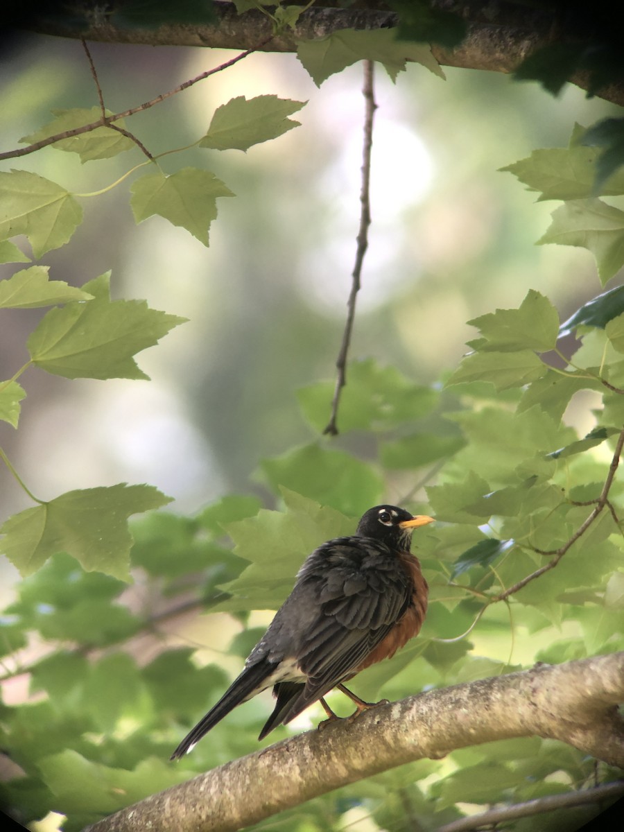 Zozo papargorria - ML581903391