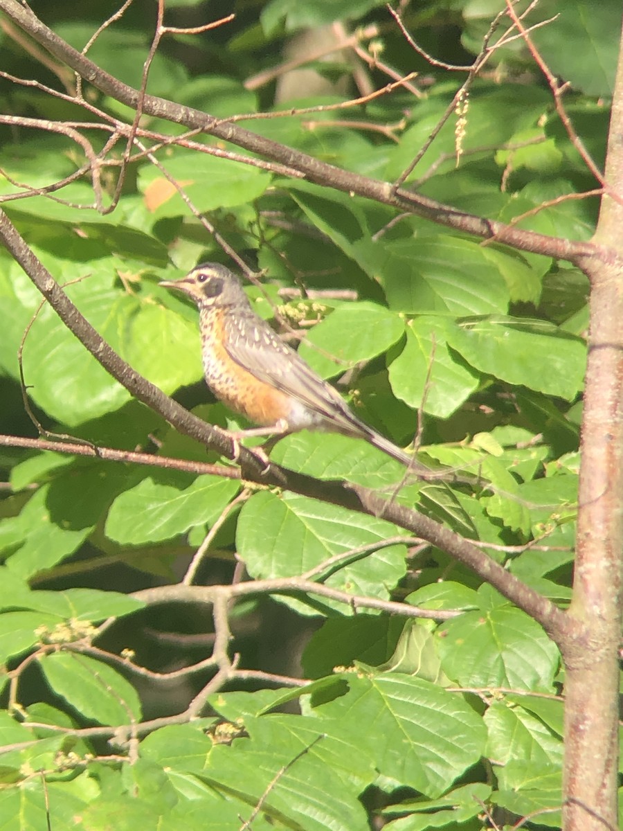 Zozo papargorria - ML581903491