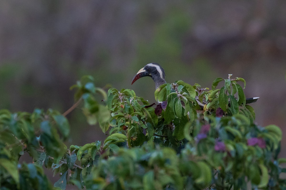 African Gray Hornbill - ML581906971
