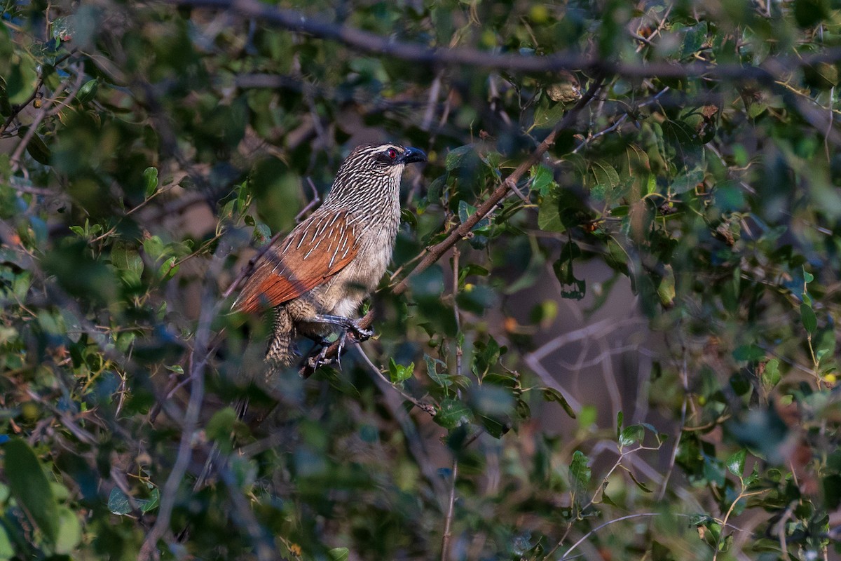 White-browed Coucal - ML581907301