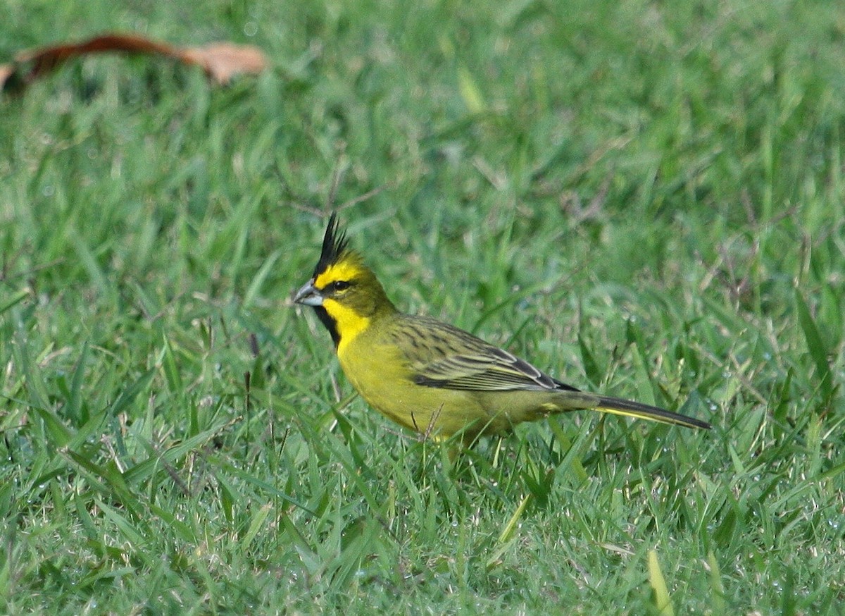 Yellow Cardinal - ML58191011