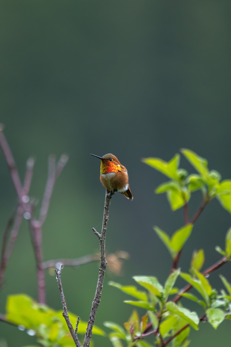 Rufous Hummingbird - ML581911661