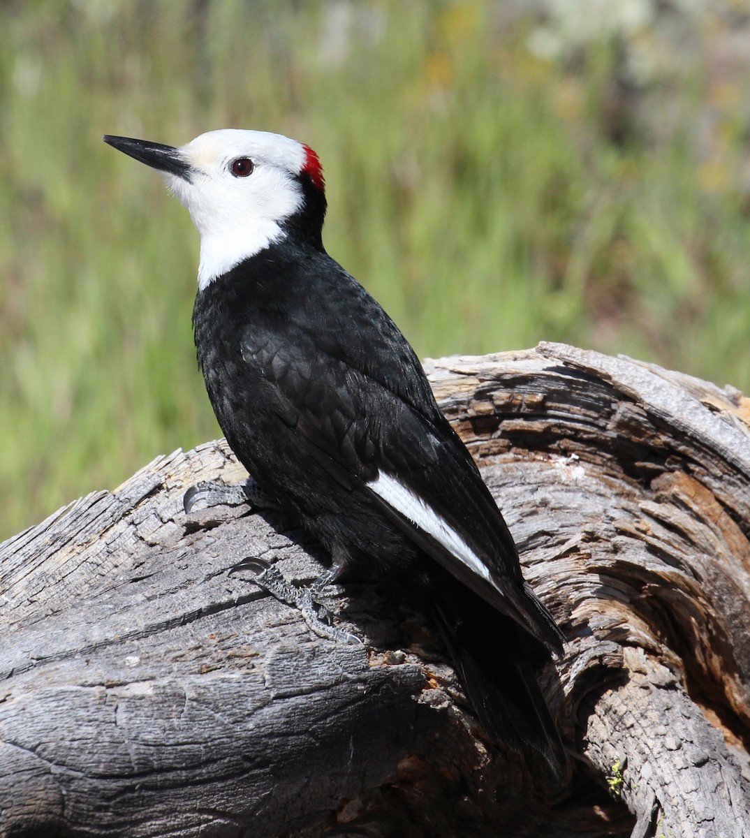 White-headed Woodpecker - ML58191191