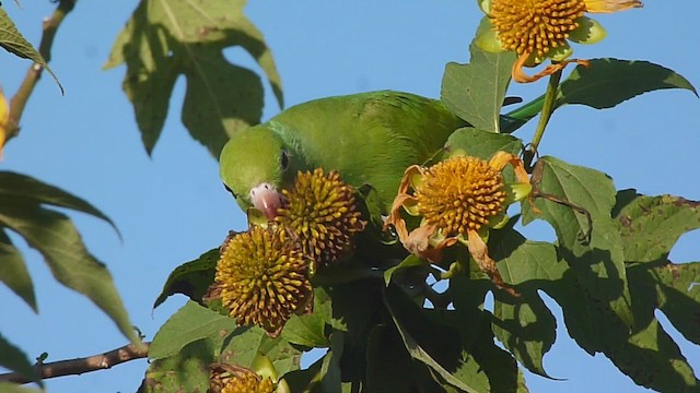Yellow-chevroned Parakeet - ML581913241