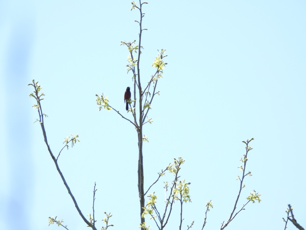 Orchard Oriole - ML581913901