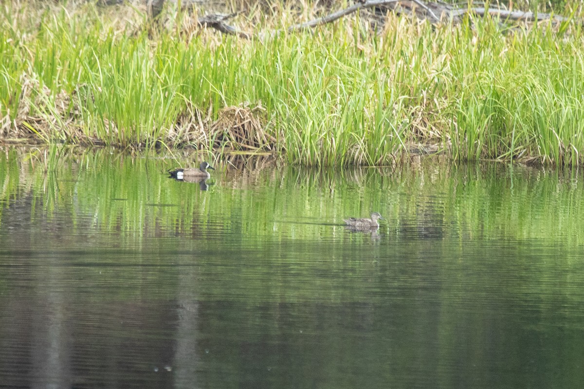 Blue-winged Teal - ML581916271