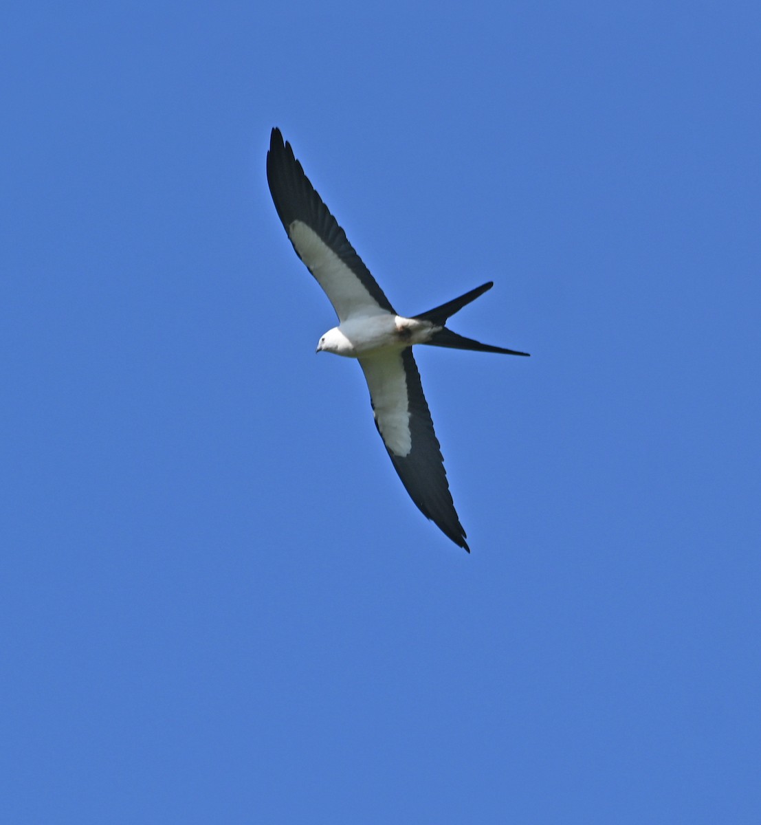 Swallow-tailed Kite - ML581916641