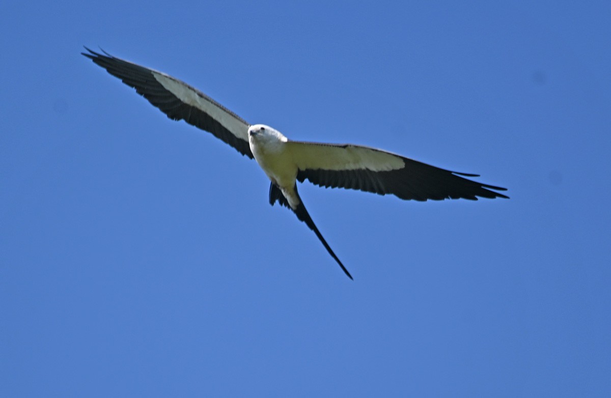 Swallow-tailed Kite - ML581916671