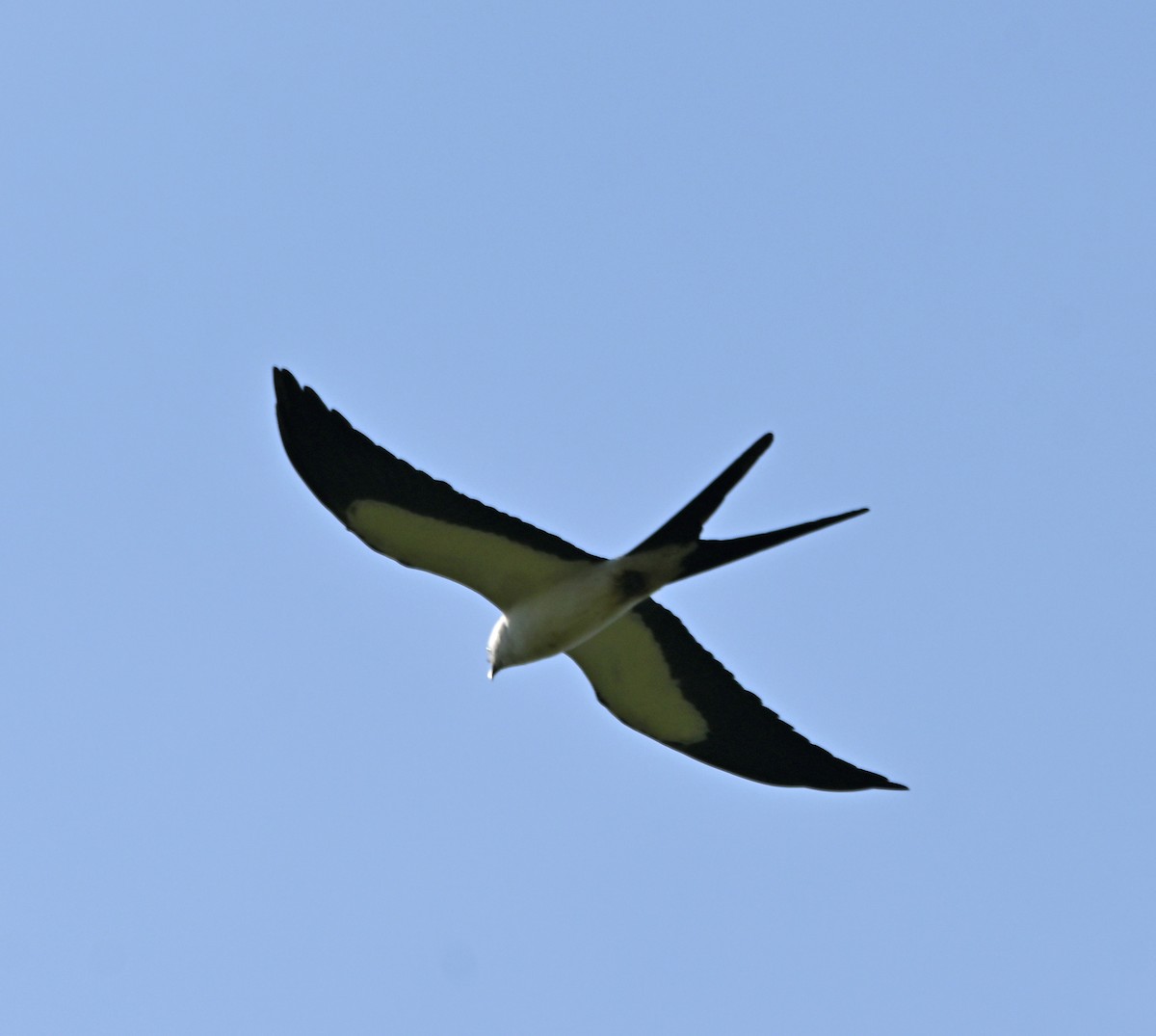 Swallow-tailed Kite - ML581916761