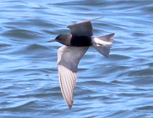 Black Tern - ML58191701