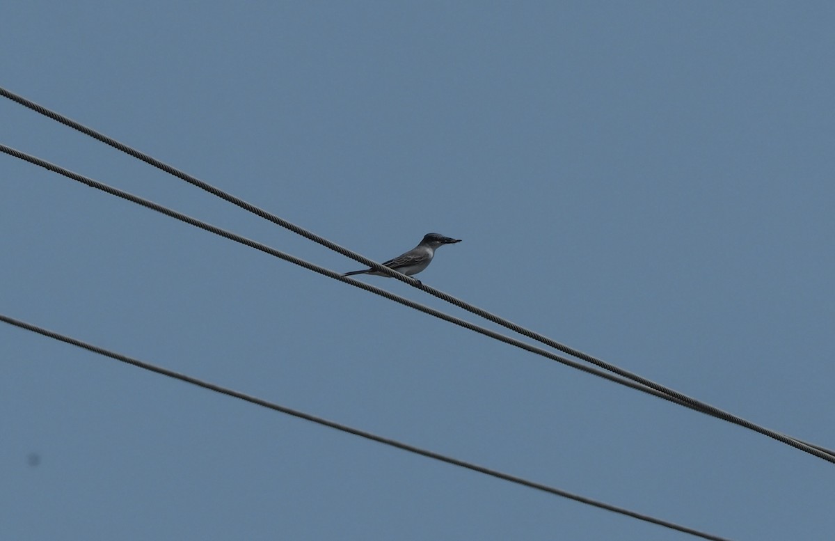 Gray Kingbird - ML581917971