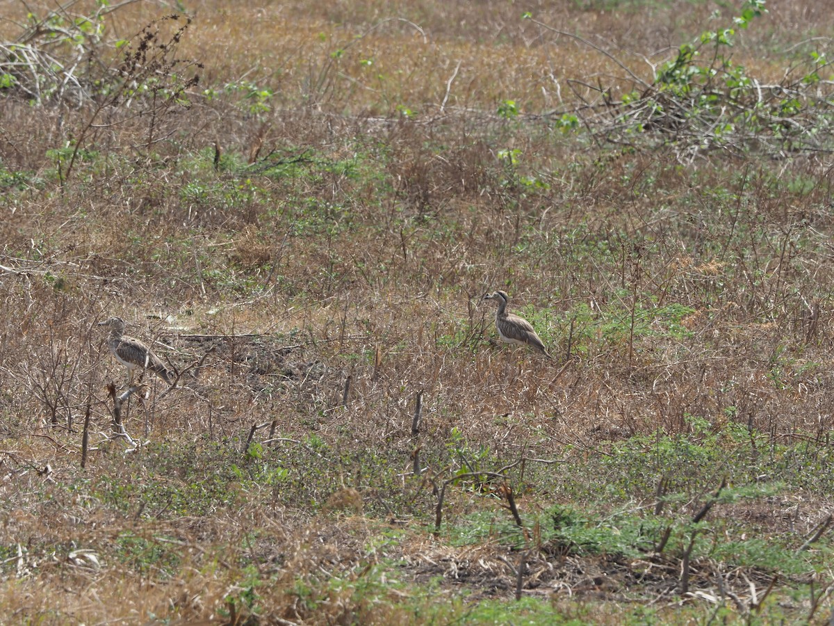 Double-striped Thick-knee - ML581918171