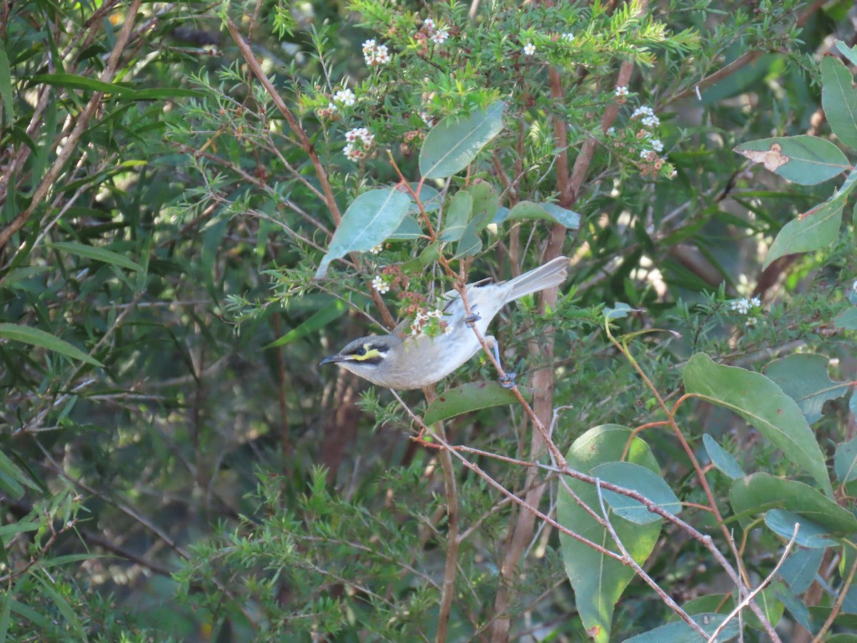 Yellow-faced Honeyeater - Jemaine Mulcahy