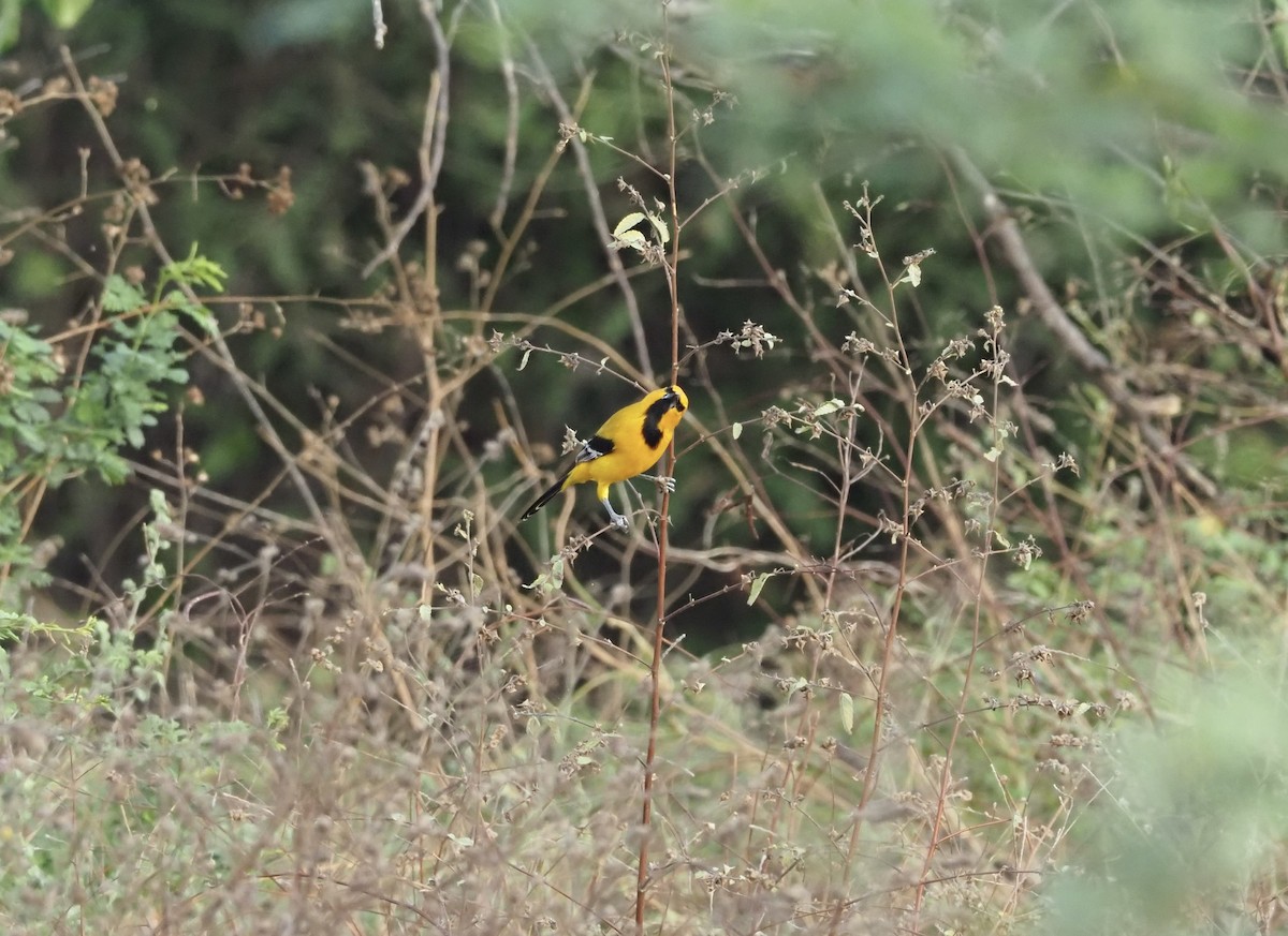 Yellow Oriole - ML581924811