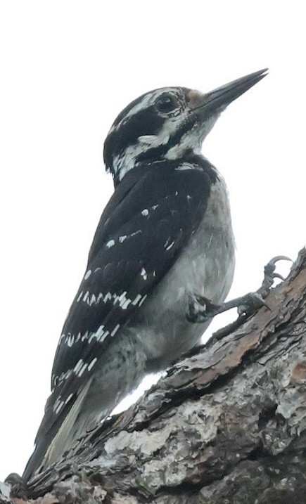 Hairy Woodpecker - ML581925281