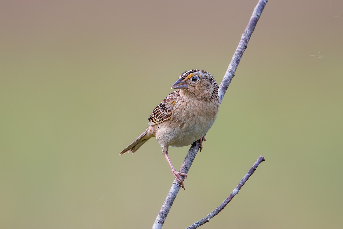 Grasshopper Sparrow - ML581927481