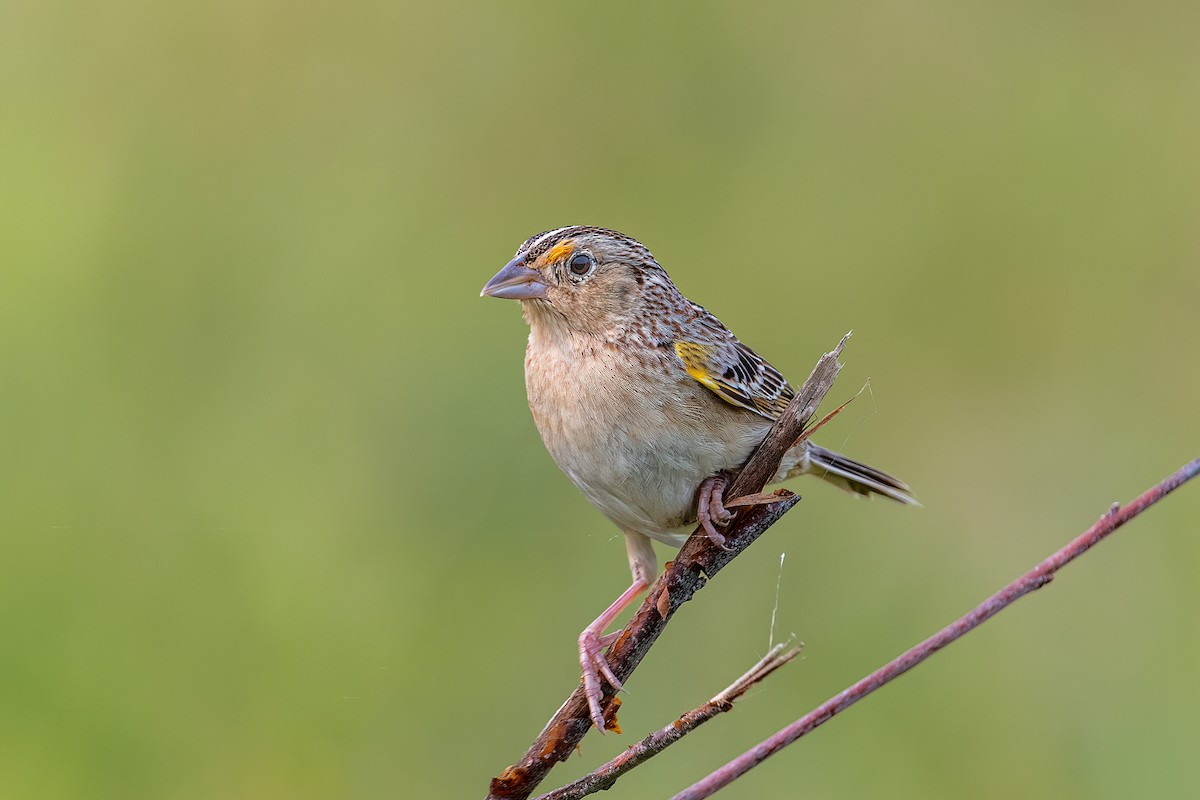 Grasshopper Sparrow - ML581927491