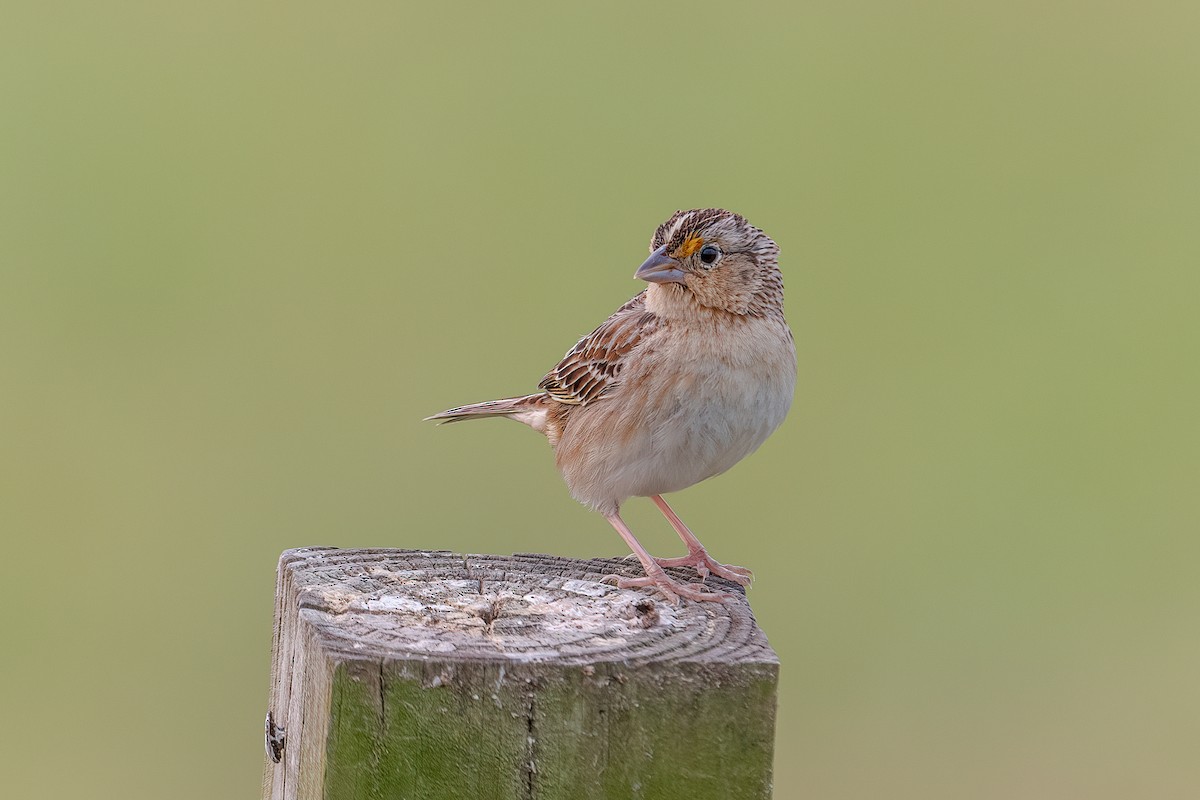 Grasshopper Sparrow - Karen Gallo