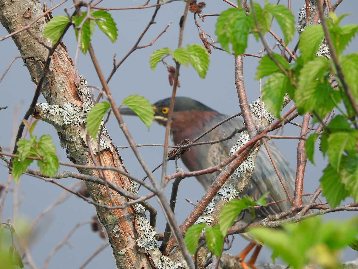 Green Heron - ML581938101