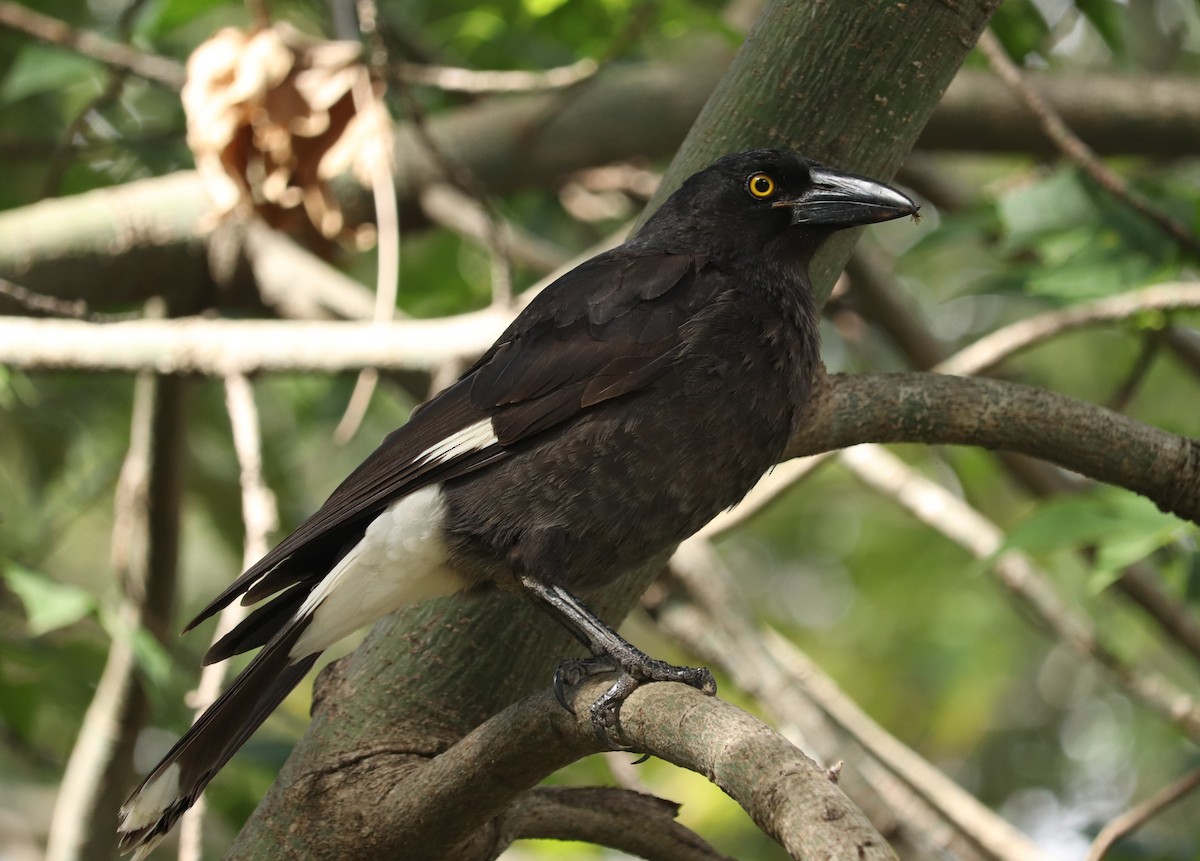 Pied Currawong - ML581938601