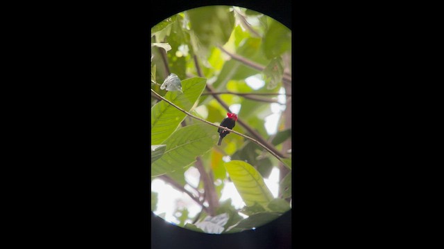 Scarlet-horned Manakin - ML581939891