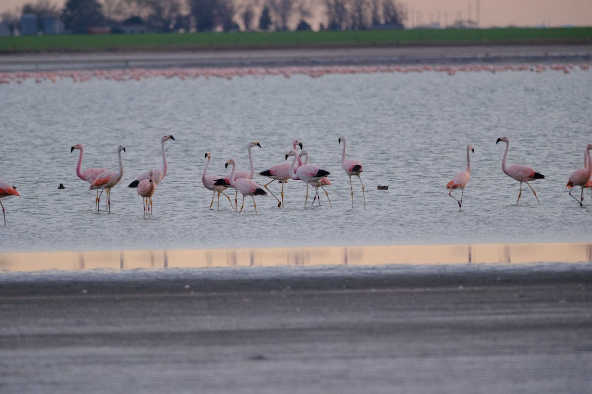 Andean Flamingo - ML581941671