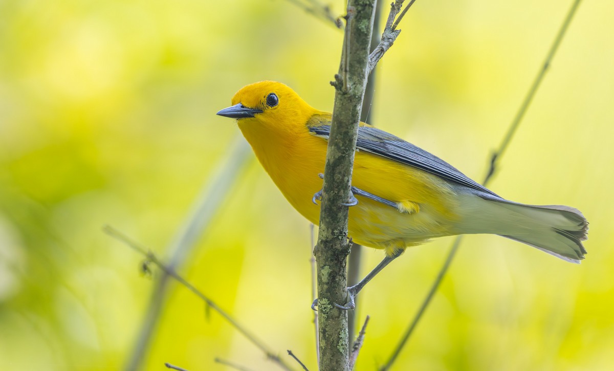 Prothonotary Warbler - ML581945101
