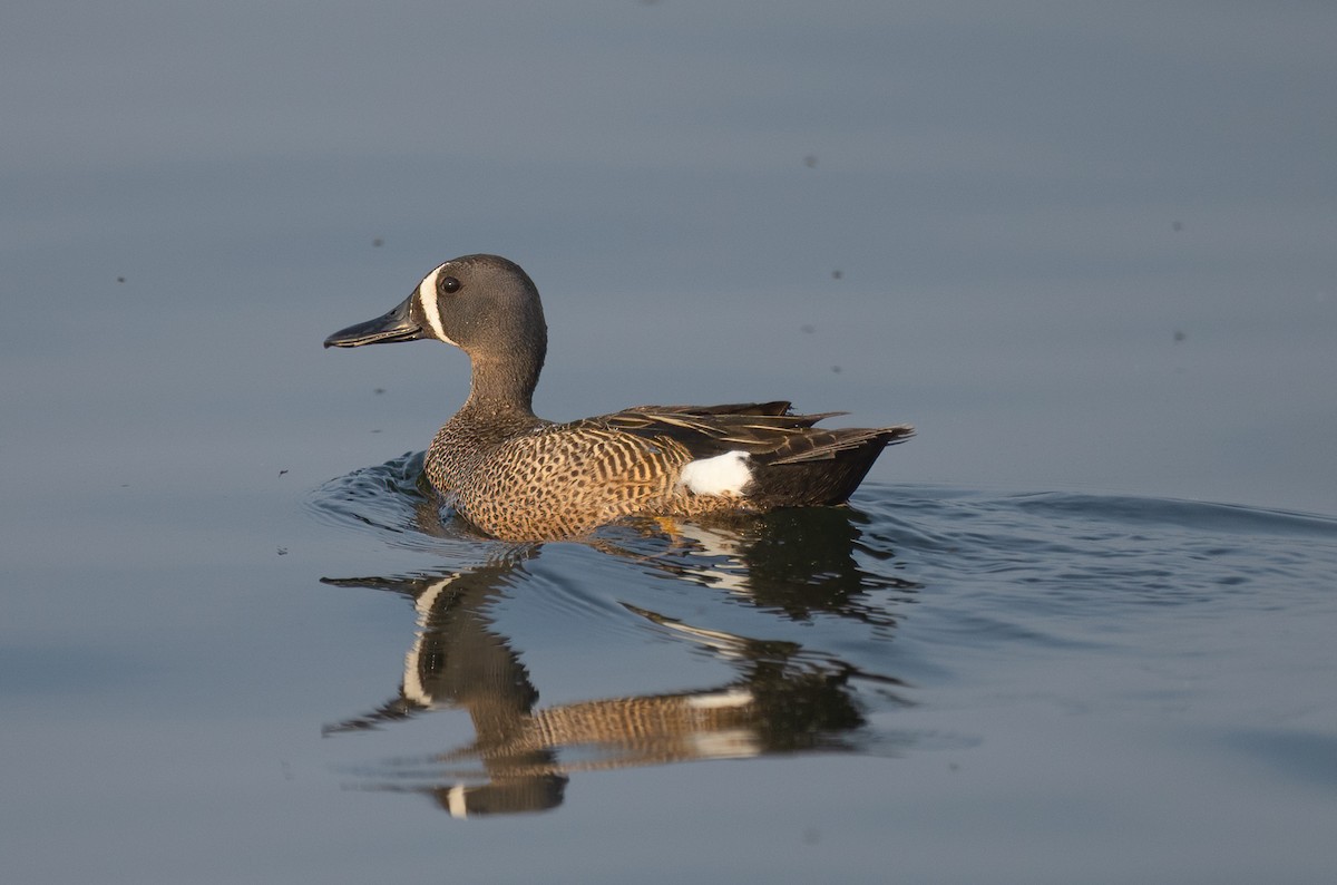 Blue-winged Teal - ML581946481