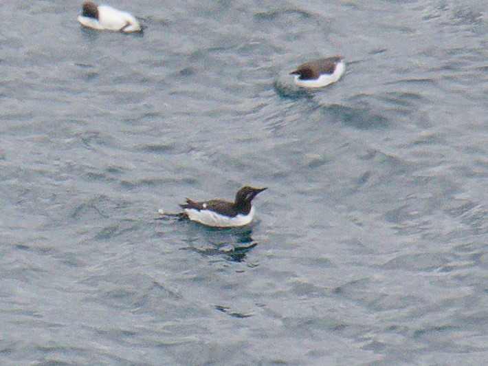 Thick-billed Murre - ML581948861