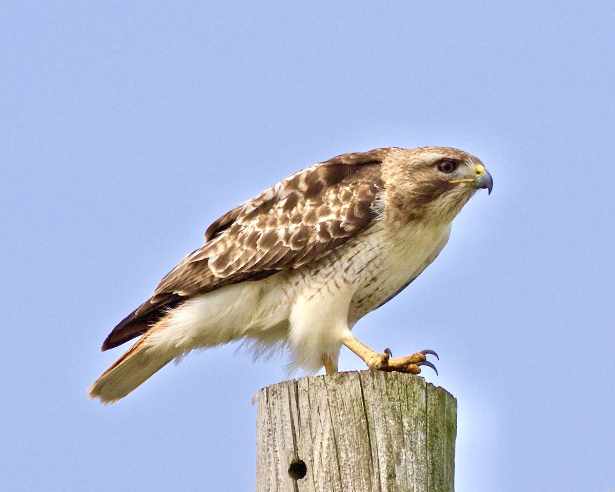 Red-tailed Hawk - ML581951041
