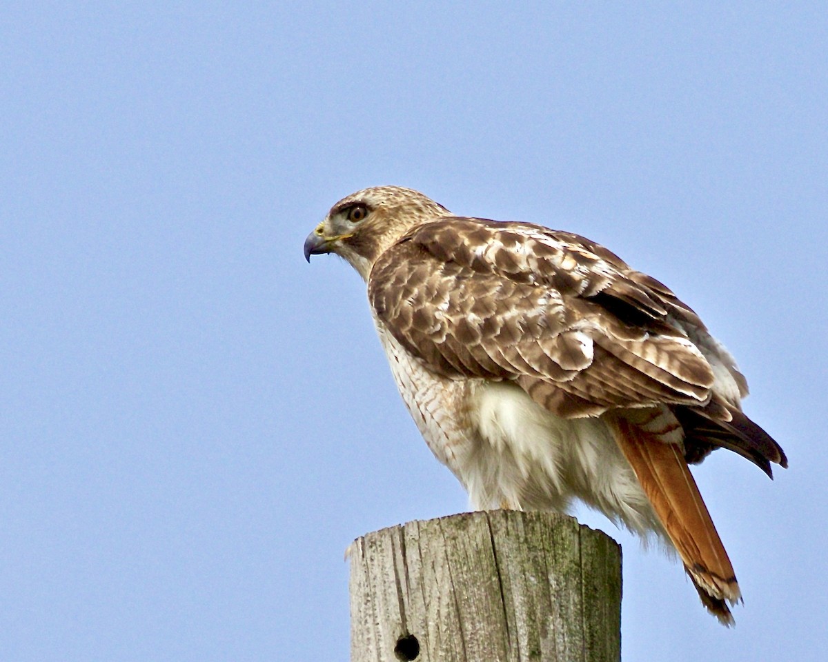 Red-tailed Hawk - ML581951051