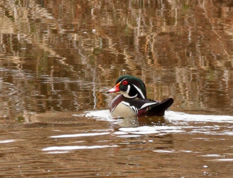 Wood Duck - Robb Hinds