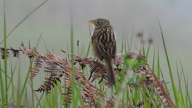 Wedge-tailed Grass-Finch - ML581955781