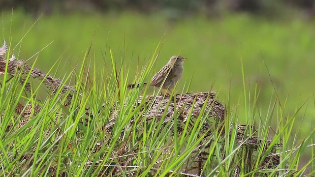 Wedge-tailed Grass-Finch - ML581956311