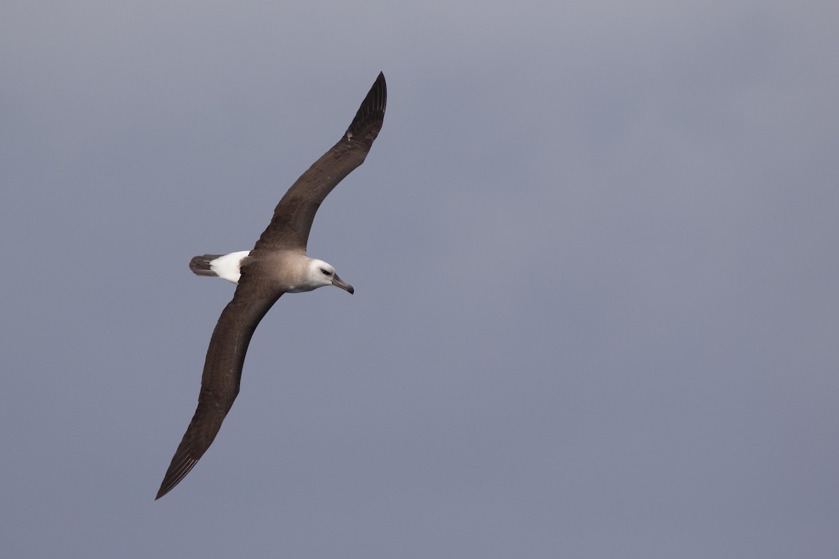 Black-browed Albatross (Black-browed) - Daniel Terrington